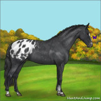 Horse Color:Blue Roan Sabino Appaloosa Rabicano 