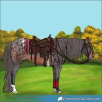 Horse Color:Bay Appaloosa Rabicano 