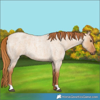 Horse Color:Red Dun Roan 