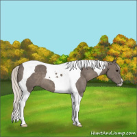 Horse Color:Silver Black Tobiano