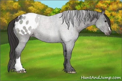 Horse Color:Smoky Black Appaloosa 