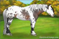 Horse Color:Brown Roan Splash Tobiano Appaloosa 