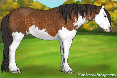 Horse Color:Buckskin Sabino Splash 