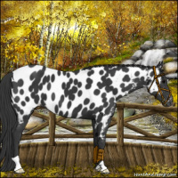 Horse Color:Black Near Leopard 