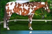 Horse Color:Bay Appaloosa