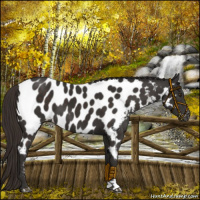 Horse Color:Liver Chestnut Near Leopard 