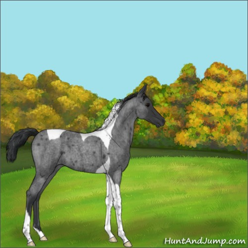 Horse Color:Blue Roan Tobiano 