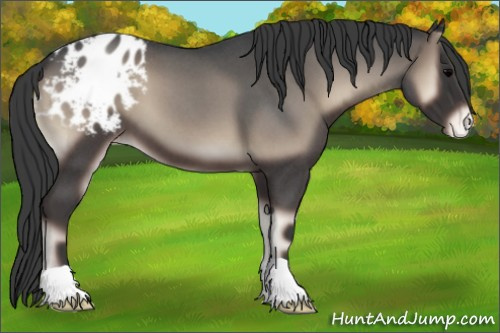 Horse Color:Blue Onyx Roan Appaloosa 