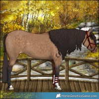 Horse Color:Brown Dun Appaloosa Brindle