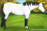 Horse Color:Bay Chinchilla 