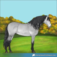 Horse Color:Bay Chinchilla 