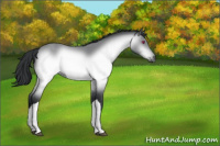 Horse Color:Bay Chinchilla 