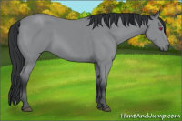 Horse Color:Bay Chinchilla 