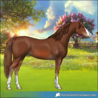 Horse Color:Chestnut 