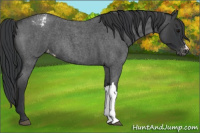 Horse Color:Blue Roan Varnish 