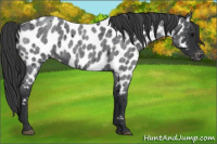 Horse Color:Blue Roan Appaloosa