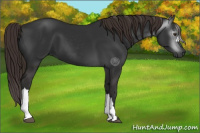 Horse Color:Gray Liver Chestnut 