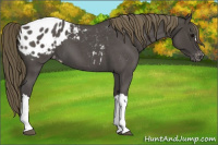 Horse Color:Smoky Blue Roan Appaloosa 