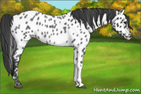 Horse Color:Blue Roan Near Leopard