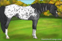 Horse Color:Blue Roan Appaloosa 