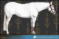 Horse Color:White Spotted Liver Red Dun Pearl Blanket 