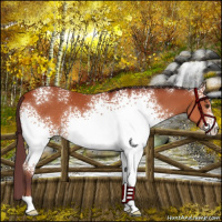Horse Color:White Spotted Chocolate Brown