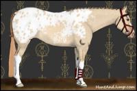 Horse Color:Red Dun Appaloosa 