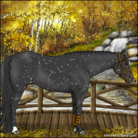 Horse Color:Black Snowflake Varnish