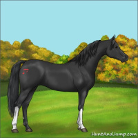 Horse Color:Black 