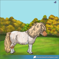 Horse Color:Red Roan Tobiano 