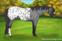 Horse Color:Blue Roan Appaloosa 
