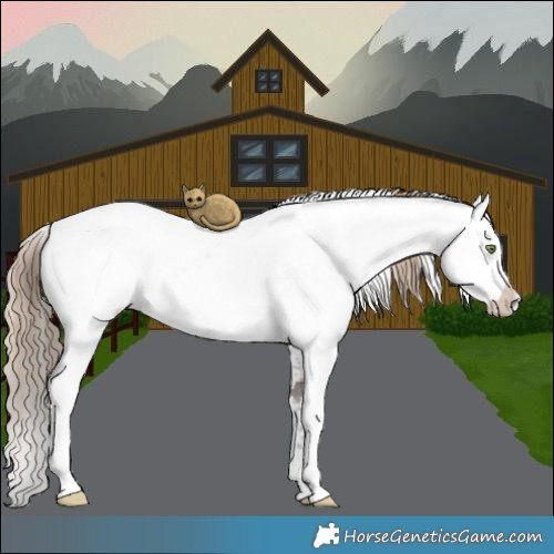 Horse Color:White Spotted Liver Chestnut