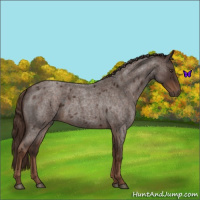 Horse Color:Liver Red Roan 