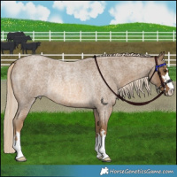 Horse Color:Chocolate Palomino Roan Rabicano