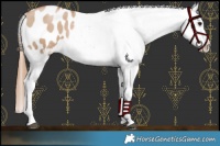 Horse Color:Grullo Pearl Appaloosa 