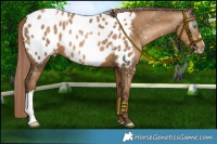 Horse Color:Gray Chocolate Palomino Pearl Near Leopard 