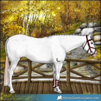 Horse Color:Brown Pearl Onyx Appaloosa