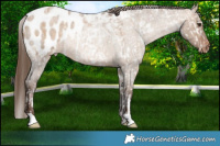 Horse Color:Liver Red Onyx Pearl Blanket Rabicano  and Gray Brown Roan Pearl Dun Blanket Rabicano 