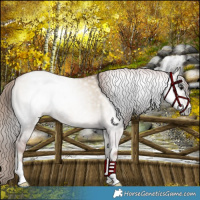 Horse Color:Gray Grullo Pearl Onyx Appaloosa