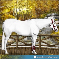 Horse Color:Gray Brown Pearl Snowflake Varnish