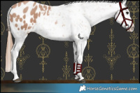 Horse Color:Black Pearl Sabino Blanket 