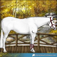 Horse Color:Gray Brown Pearl Appaloosa 