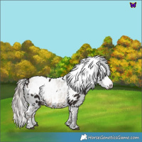 Horse Color:Liver Chestnut Appaloosa and Gray Sable Cream Champagne Appaloosa