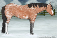 Horse Color:Bay Ice 