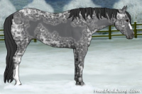 Horse Color:Black Ice