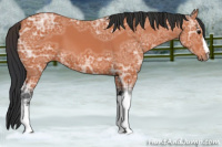 Horse Color:Bay Ice 