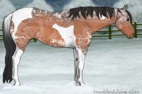 Horse Color:Bay Ice Tobiano 