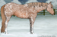 Horse Color:Chestnut Ice 