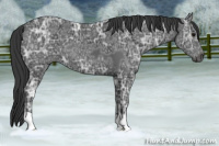 Horse Color:Black Ice 