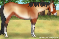 Horse Color:Bay Onyx